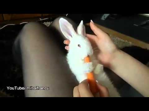 Cute Bunny enjoying Carrot  N 2