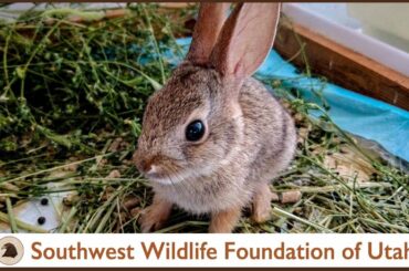 Young Rabbit, Hawk & Little Bird Tales