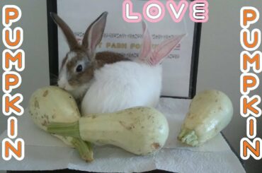 Rabbit & mealtime & Rabbit eating pumpkin ASMR