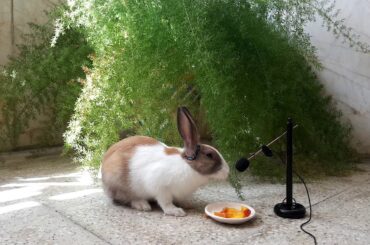 So cute Rabbit eating - ASMR Eating show - Videos for Kids - Видео для детей