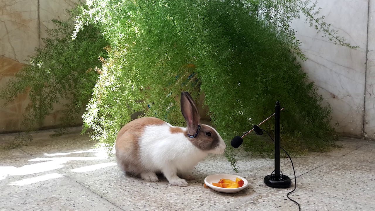 So cute Rabbit eating - ASMR Eating show - Videos for Kids - Видео для детей
