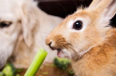 Best Cute Friends Dog and Rabbit Eat Broccoli & Celery