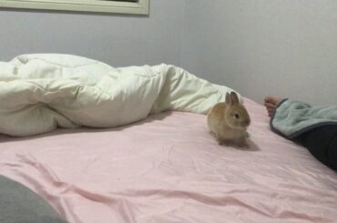 Why you need to get a rabbit