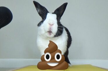 Rabbit eating poop ASMR