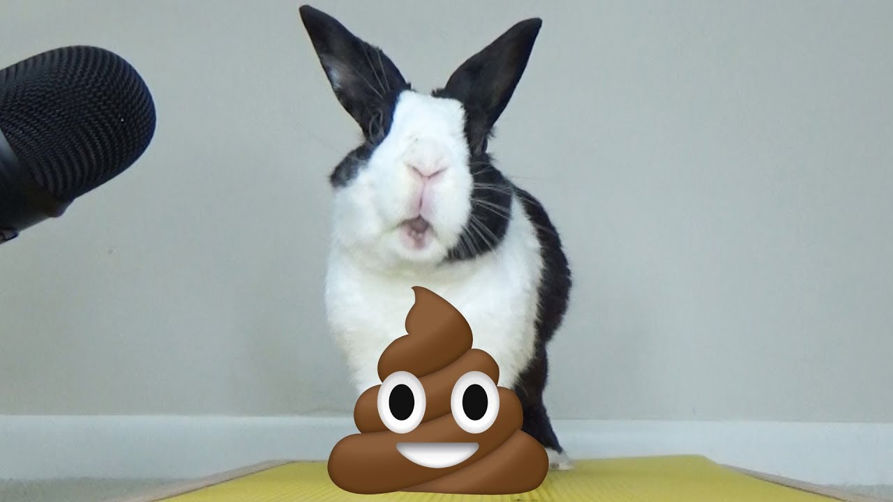 Rabbit eating poop ASMR