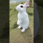 Cute Rabbit Status