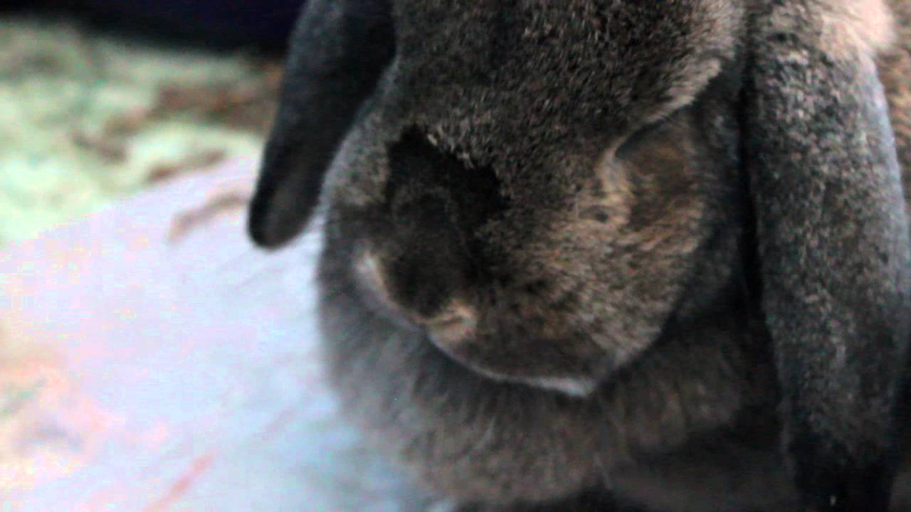 ❤Cute Rabbit Nose Twitching ❤