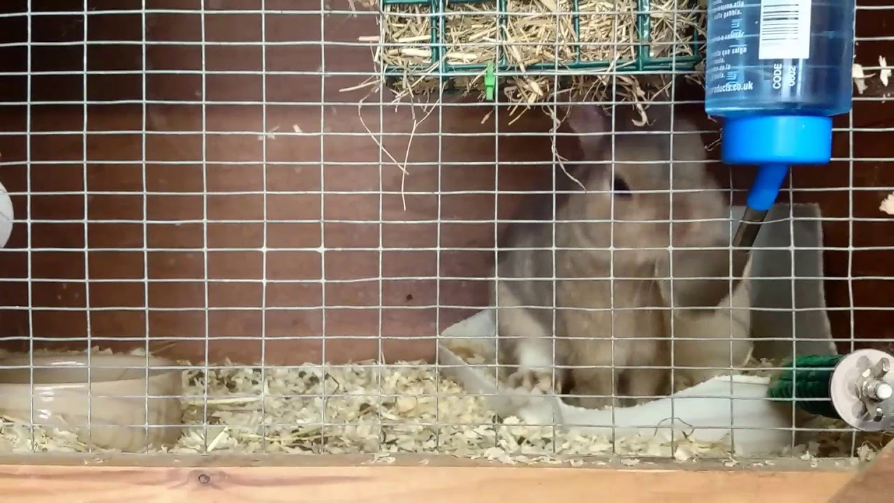 I love my cardboard tube - Ianto Lynx Netherland Dwarf Cute Rabbit