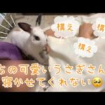 【うさぎ】ミニウサギの赤ちゃんが、夜寝かせてくれない！〜The rabbit doesn't let me sleep because it's noisy〜