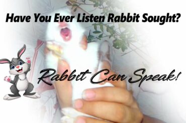 Have you ever Listen Unbelievable Baby Bunny Shouting? | Rabbit Can Speak