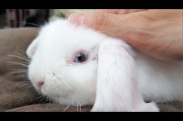 I am the most SPOILED bunny in the world!