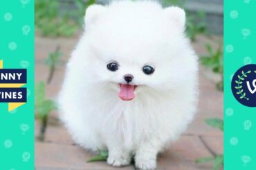 TRY NOT TO AWW! Funny and Cute Animals Videos Compilation 2018 | Funny Vines 🐶🐱😄