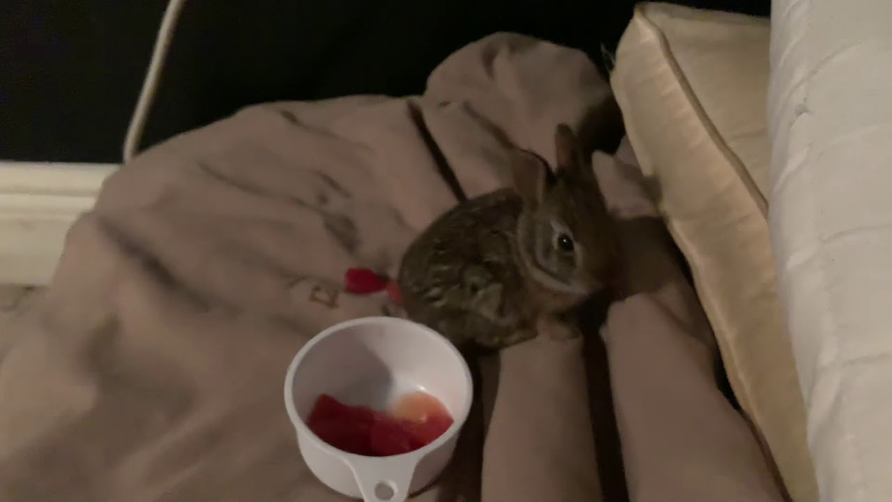 Baby Bunny Eating Tomatoes 🍅