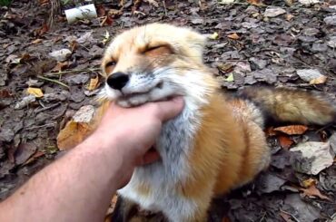 Fox go FLOOF