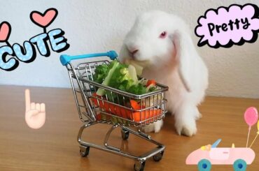 My  BUNNY,  CUTE and FUNNY MOMENTS. SWEET BABY 🍭🐰