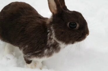 My Name Is Askim// CUTE little baby bunny playing in SNOW