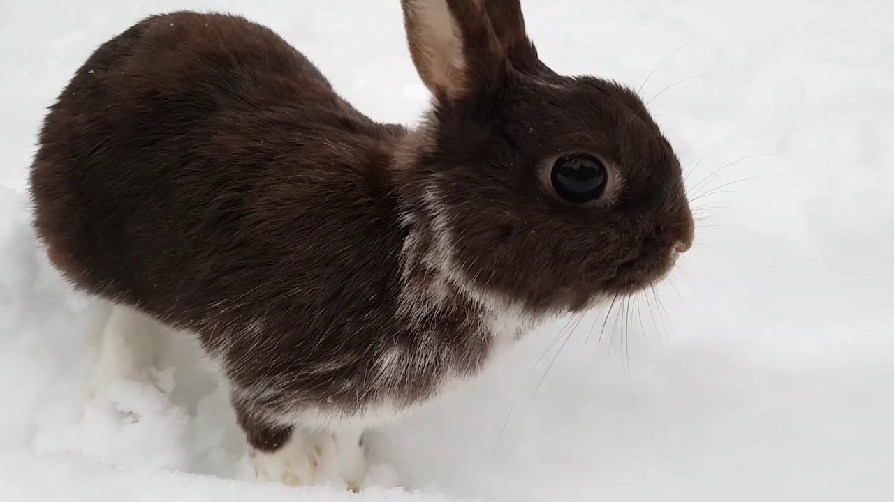My Name Is Askim// CUTE little baby bunny playing in SNOW