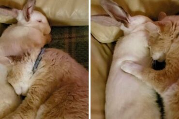 Bunny And Cat Are Inseparable