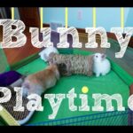 Baby Bunny Playtime - Episode 2