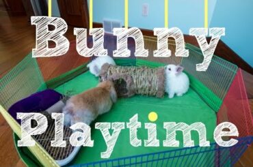 Baby Bunny Playtime - Episode 2