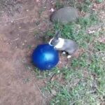 Cute bunny plays with a ball for a minute