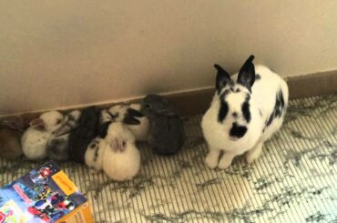 Baby Rabbit Growth/Growing Up (Newborn-30 Days)