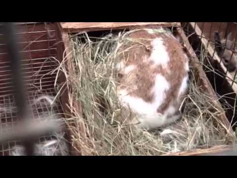 Rabbit having babies!