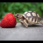 Turtle / Tortoise - A Funny Turtle And Cute Turtle Videos Compilation 2017