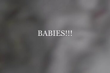 Baby bunnies born in the rabbit den!! Several video attempts!