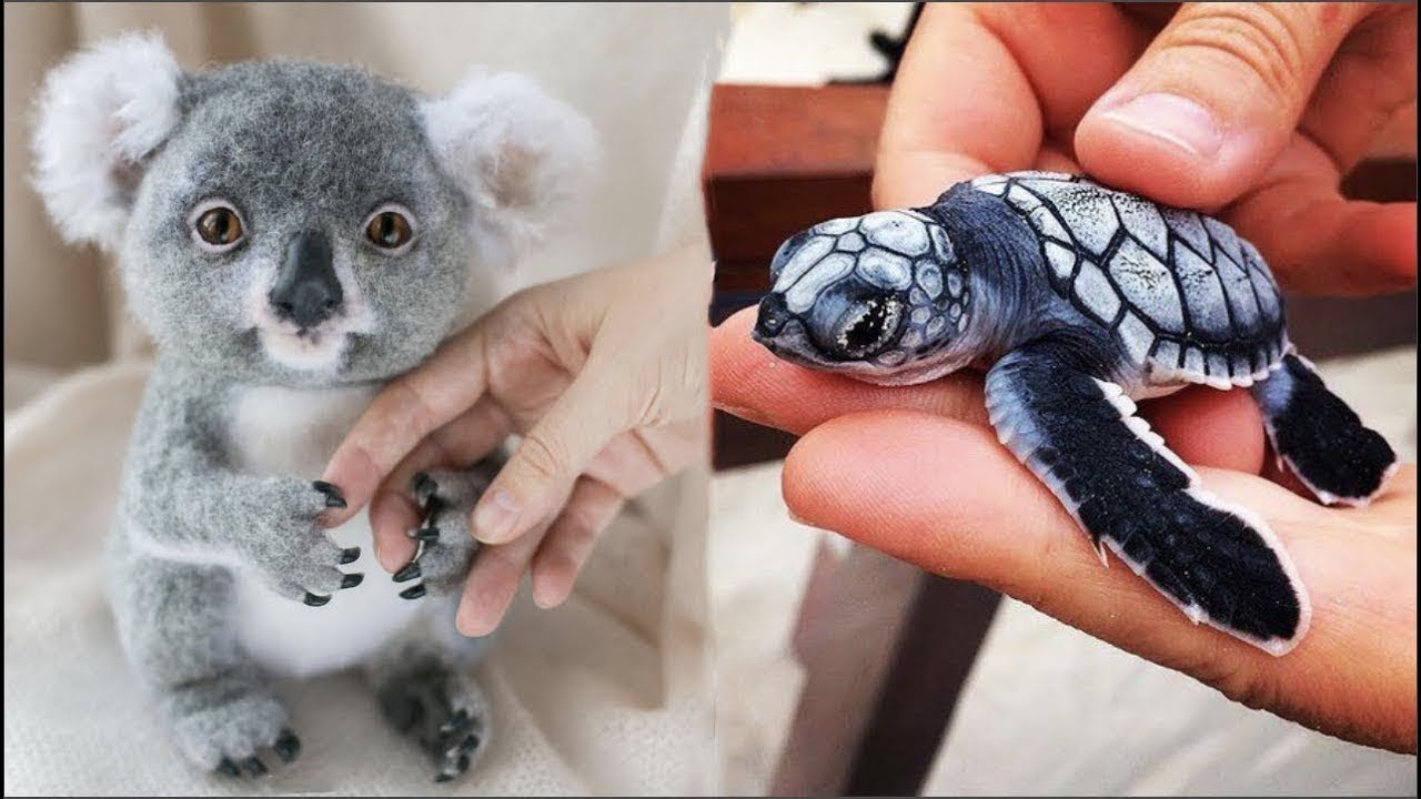 Cute baby animals Videos Compilation cute moment of the animals – Cute Animal Babies #7 Cute baby animals Videos Compilation cute moment of the animals - Cute Animal Babies #7