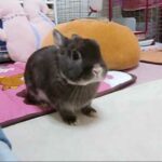 binkies!! #2 (unedited)  cute rabbit bunny Moko