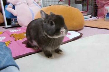 binkies!! #2 (unedited)  cute rabbit bunny Moko