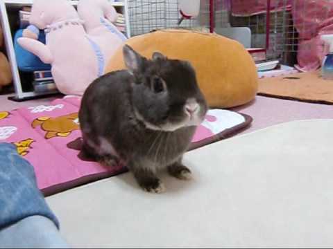 binkies!! #2 (unedited)  cute rabbit bunny Moko