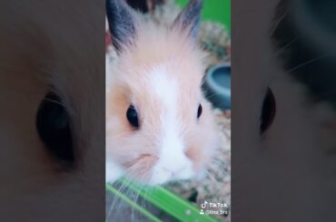CUTES TIK TOK BUNNY ♥