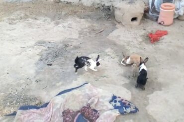 Cute Rabbit Farming Rabbit Mating Khargosh for sale in Pakistan,India Uk