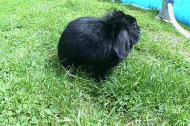 Cute Rabbit Exploring The Garden