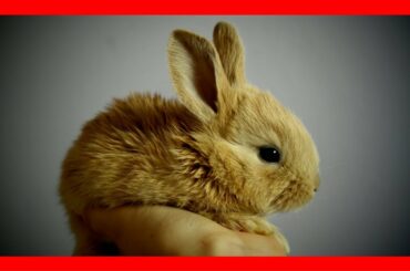 Relaxing music for rabbits & bunnies (5 Hours) █ soothing calming rabbit music for pets & animals