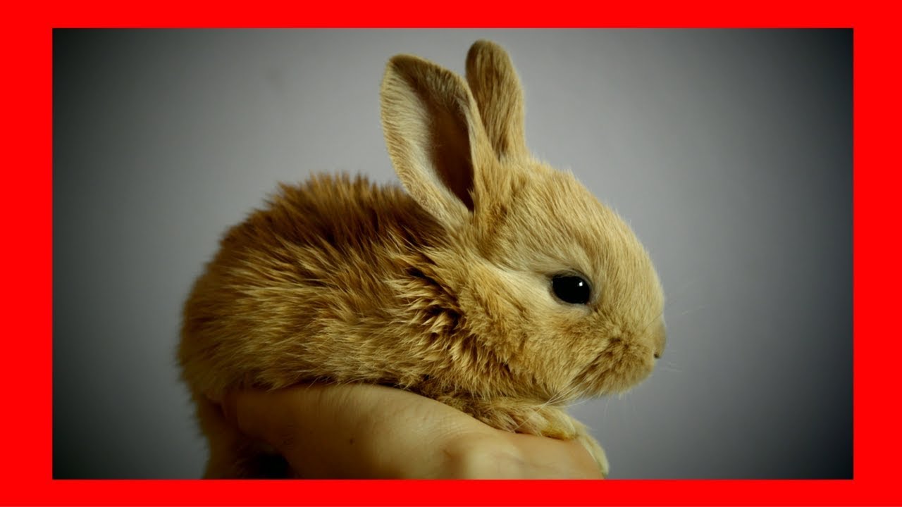 Relaxing music for rabbits & bunnies (5 Hours) █ soothing calming rabbit music for pets & animals