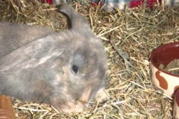 Battered and broken baby rabbit finds joy and healing