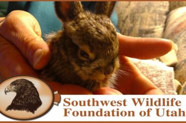 Feeding a baby Jack Rabbit