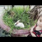 Rabbit Baby KiKi | Thỏ con tên KiKi dể thương đáng yêu được cho đi ăn.
