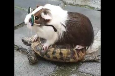 Cute Baby Animal Funny Vines (2019) Watch These Cute Animals