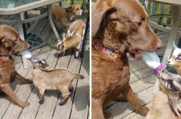Dog Feeds Baby Goats Some Milk