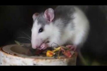 cute bunny with cats