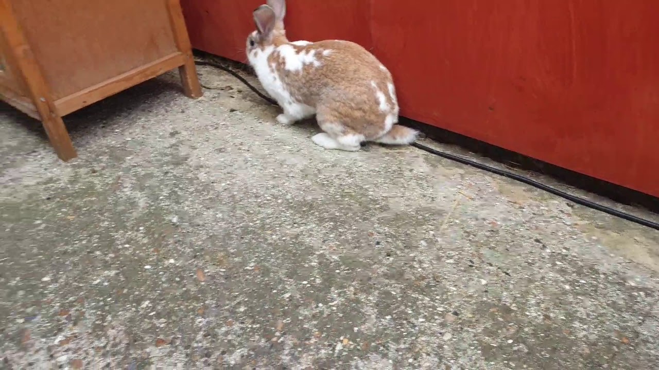 Cute rabbits playing outdoors