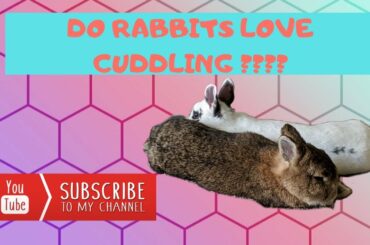 Cute Sleepy Rabbits | Rabbits Cuddling | The Fluffy Crew