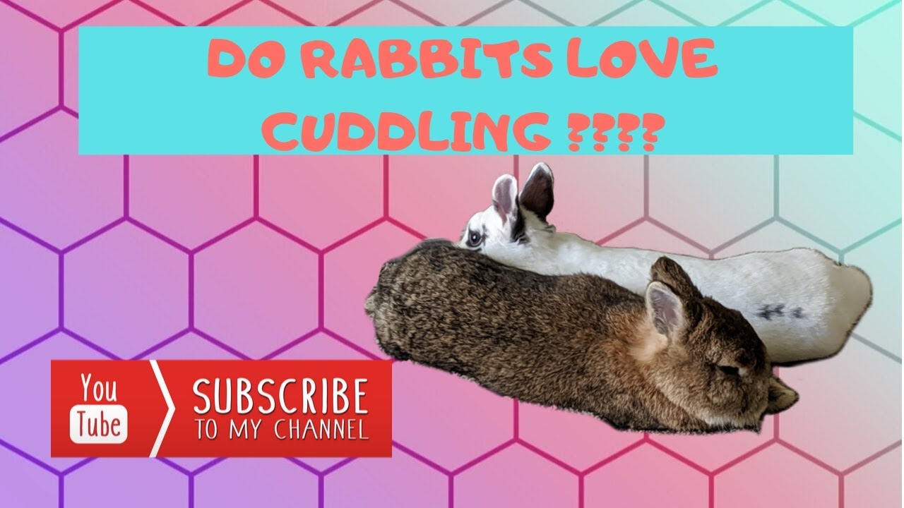 Cute Sleepy Rabbits | Rabbits Cuddling | The Fluffy Crew