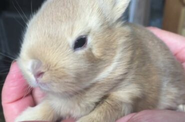 Baby Bunny Rabbits - 1 day to 8 weeks old