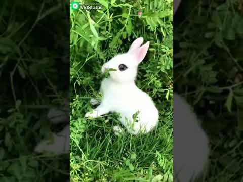 Cute rabbit WhatsApp status
