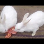Rabbit baby funny Videos Compilation - Cute Rabbits khargosh baby video